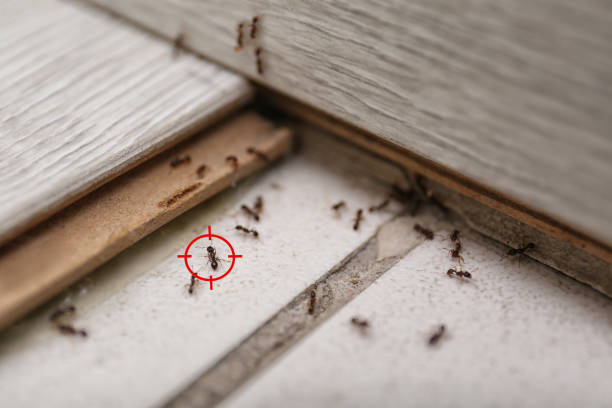 Best Pest Removal Services  in Primera, TX