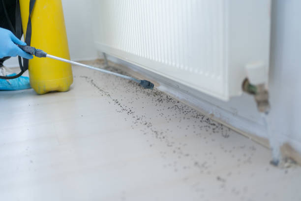 Best Wasp Removal Services  in Primera, TX