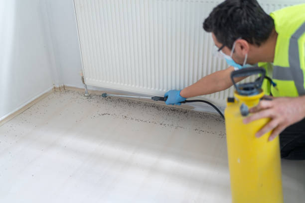 Best Bed Bug Extermination  in Primera, TX